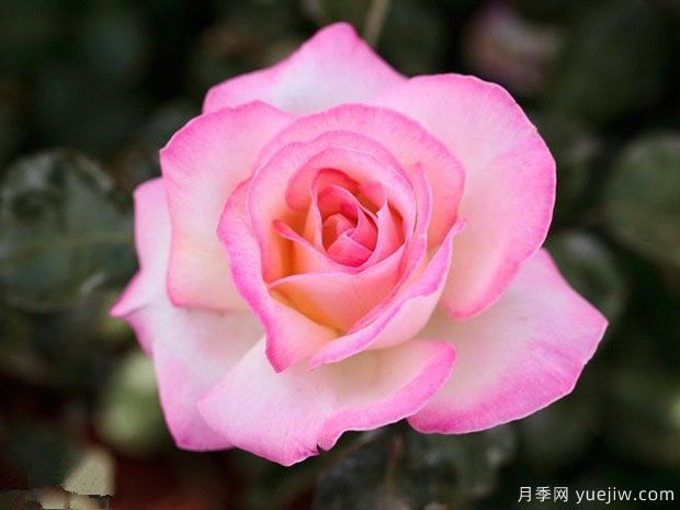 十個(gè)經(jīng)典大花月季品種介紹，花香濃郁，花朵大似巴掌(圖8)