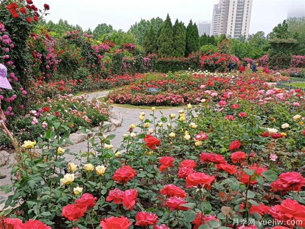 用途廣大的月季花，不可估量的月季價值(圖1)