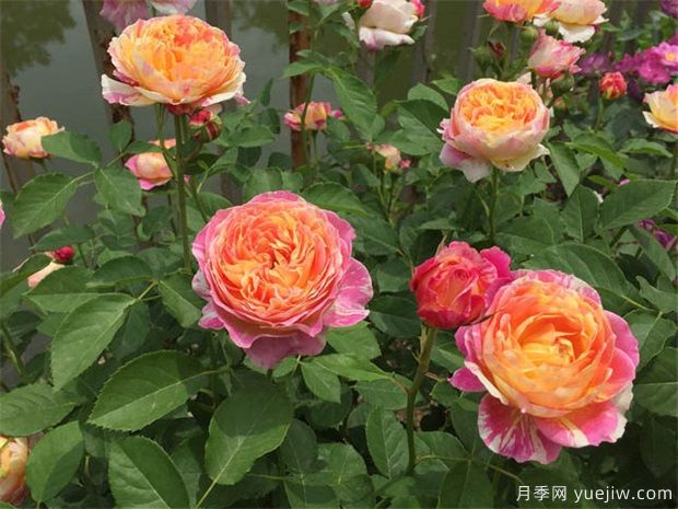 月季盆栽該如何矮化？(圖1)