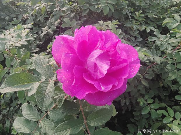 玫瑰？月季？薔薇？如何分清楚？情人節(jié)送的是什么？(圖2)