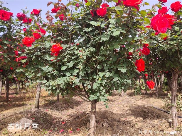 種植什么綠化樹前景好？(圖1)