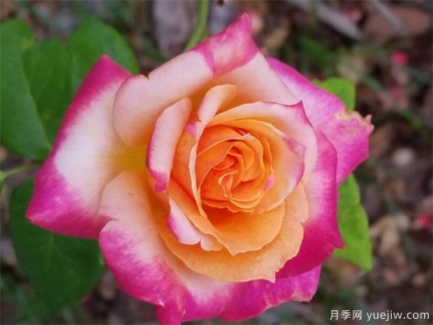 切花月季的繁殖方法有哪些？栽培技術分享(圖1)