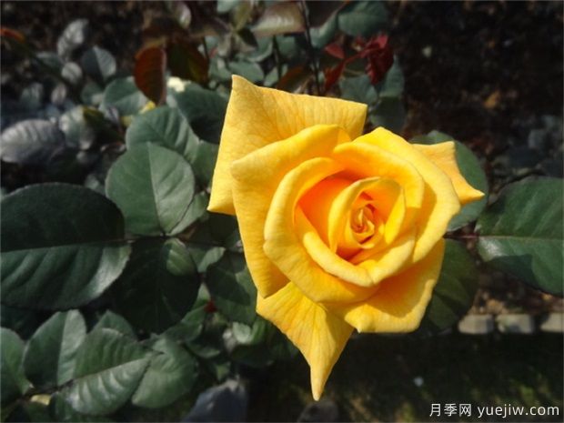 黃玫瑰代表什么意思？黃玫瑰寓意？黃玫瑰的花(圖1)