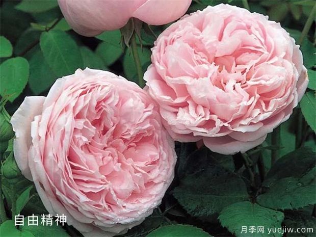 玫粉色的月季品種有哪些？花友必備的10個(gè)月季(圖1)