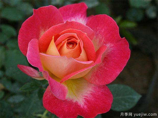 適合種陽臺耐高溫還開花的花卉有哪些？(圖1)