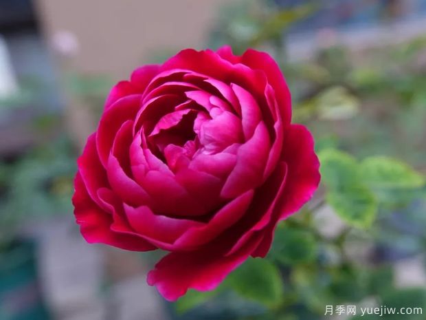月季花有哪些種類？月季花常見的繁殖方法有哪些？(圖1)