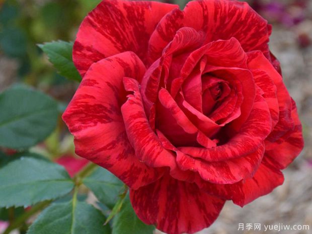 月季花苗在夏天怎么養(yǎng)護？(圖1)