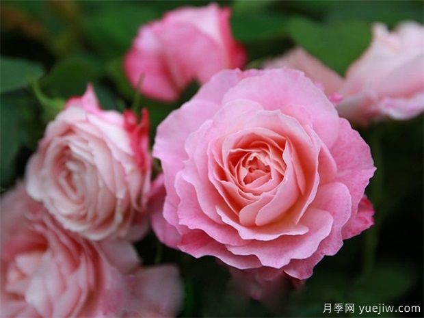 室內能種植好月季花嗎？做好這四點，植株旺開花多(圖1)