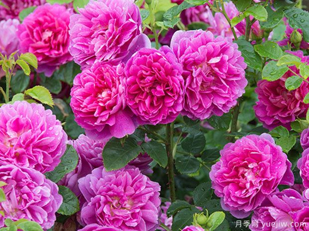 南陽(yáng)月季花霜霉病怎么預(yù)防和治療？(圖1)