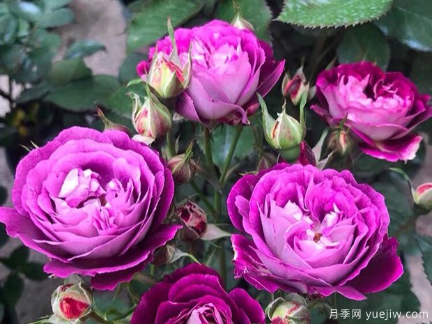 冬季苗圃這么澆水，減少一半凍傷量(圖1)