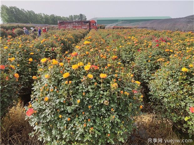種什么花木不愁銷(xiāo)、利潤(rùn)高、比較有前景？(圖1)