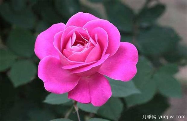 月季成長(zhǎng)需要什么環(huán)境條件長(zhǎng)的好？(圖1)