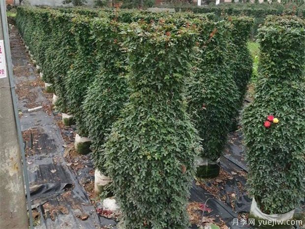 如何防凍園林植物才可以安全越冬？(圖1)