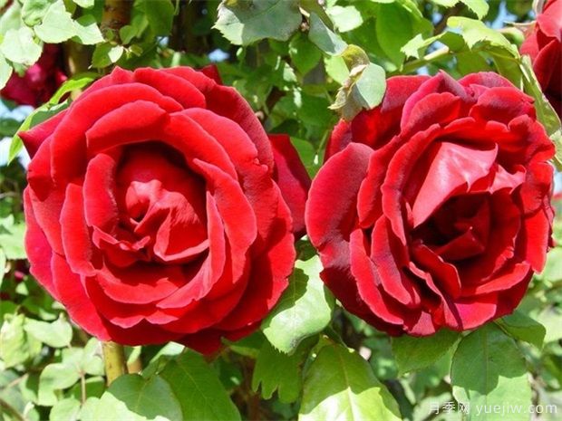 15種室內(nèi)花卉的養(yǎng)護知識，月季很好養(yǎng)(圖1)
