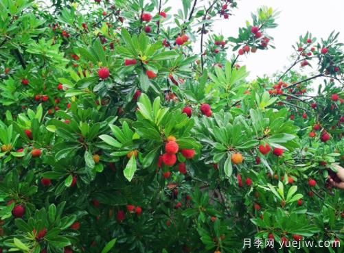 楊梅什么品種比較好？楊梅樹育苗方法(圖1)