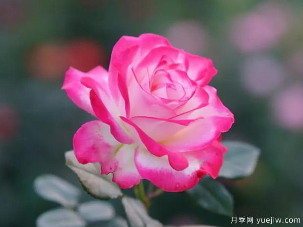 好期在四時(shí)，深?lèi)?ài)如長(zhǎng)風(fēng)，摯愛(ài)月季(圖1)