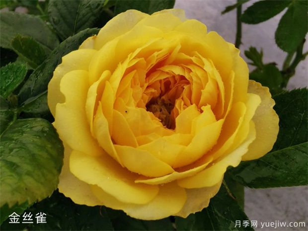 推薦20種傾國(guó)傾城的月季，來認(rèn)識(shí)下(圖8)