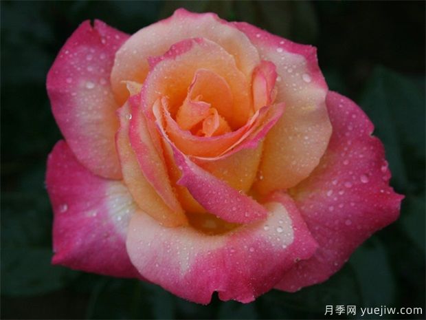 月季花能夠運(yùn)用哪種肥料？月季花施肥過多怎樣辦？(圖1)