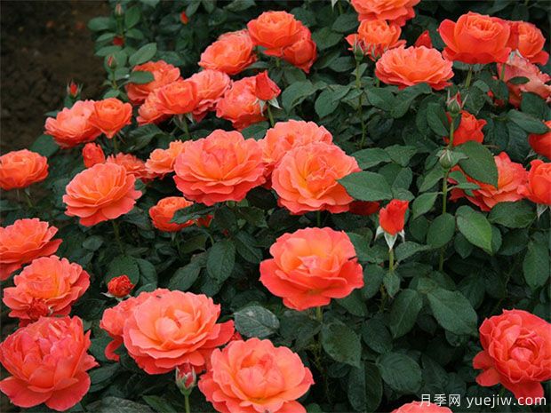 豐花月季怎樣進(jìn)行蟲(chóng)害防治的呢？(圖1)