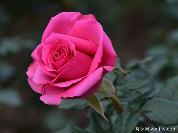 冬天月季要冬剪清園，來年花多苗壯病蟲少(圖1)