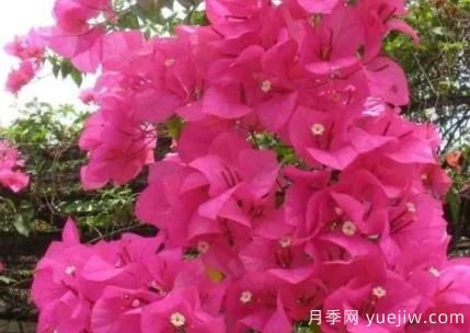 三角梅冬季如何修剪？三角梅冬季養(yǎng)護(hù)方法(圖1)