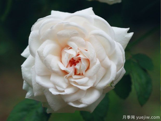 談?wù)勚袊?guó)月季的發(fā)展史，致敬中國(guó)的月季育種家前輩們！(圖1)
