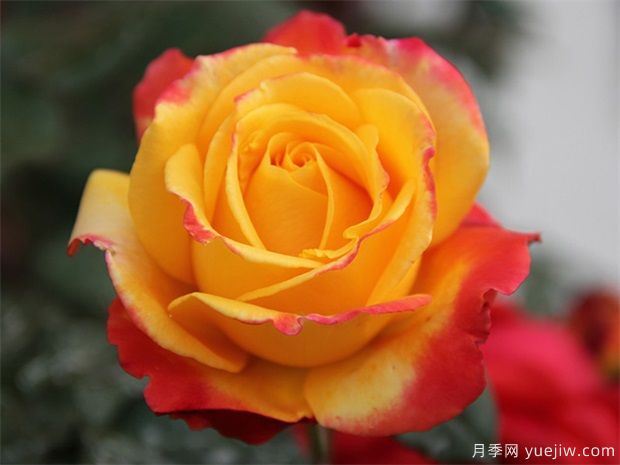 月季花如何保鮮？月季花的保存方法有哪些？(圖1)