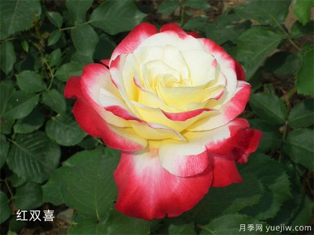 十大***好看月季品種？我推薦了，你感覺對嗎(圖4)