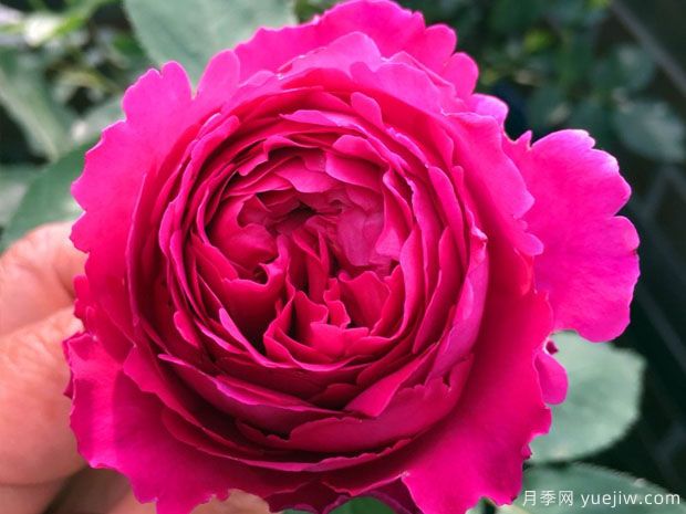 芳香花園月季的優(yōu)缺點(diǎn)是什么？(圖1)