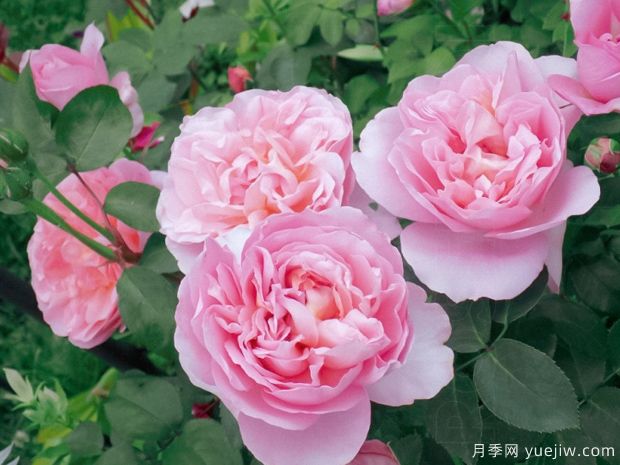 舍農(nóng)索的夫人們月季/達梅思月季(圖4)