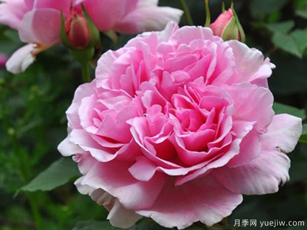 春日月季的優(yōu)缺點(diǎn)是什么？(圖1)