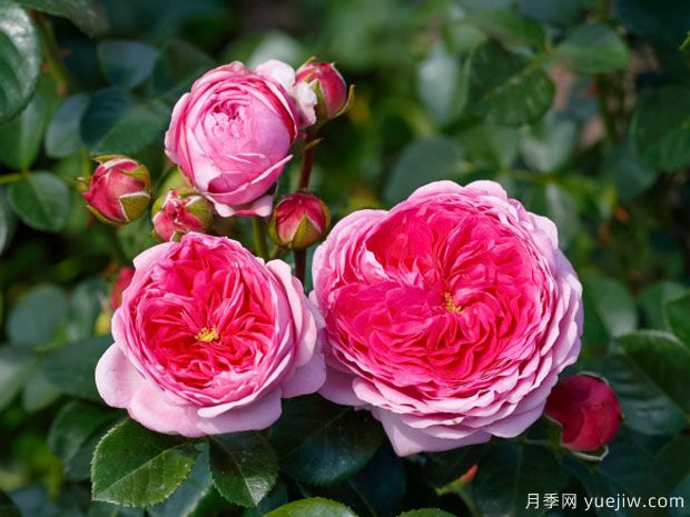 現(xiàn)代藝術(shù)月季的優(yōu)缺點(diǎn)是什么？(圖1)
