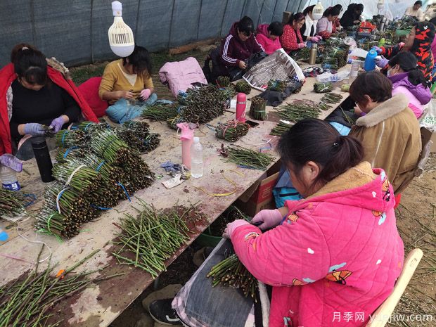 月季花的T形芽嫁接方法是什么？(圖1)