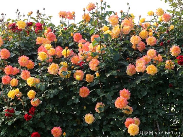 五彩繽紛花型美艷是怎么養(yǎng)的？月季的養(yǎng)護要點(圖1)