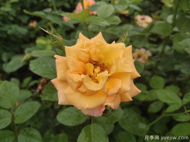 月季花不僅觀賞價(jià)值高，還有一定的醫(yī)學(xué)價(jià)值(圖1)