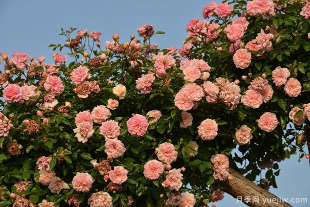 藤本月季花應該如何牽引？(圖1)