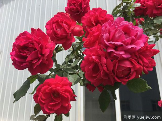 十大爬藤月季品種排名，工程和庭院的必備選擇(圖4)