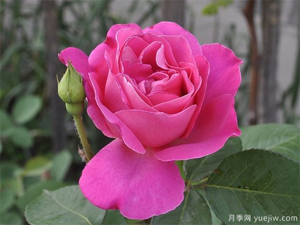 讓同一盆的月季花同一天開花，應(yīng)該如何做？(圖1)