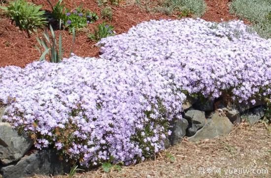 除了地被月季，還有適合在花園種植的20種地被植物(圖1)