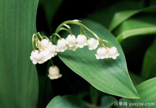 除了地被月季，還有適合在花園種植的20種地被植物(圖4)