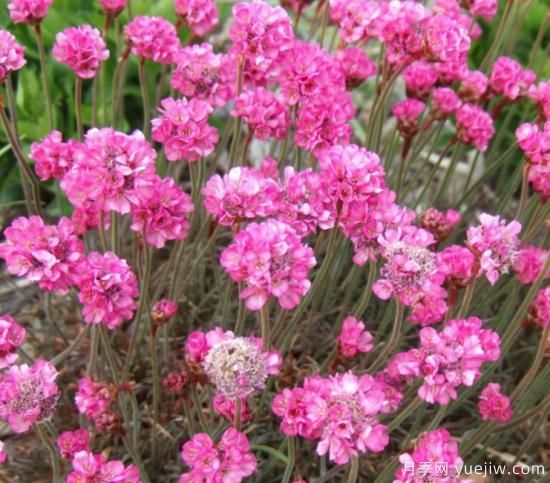 除了地被月季，還有適合在花園種植的20種地被植物(圖6)