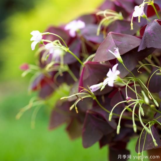除了地被月季，還有適合在花園種植的20種地被植物(圖7)