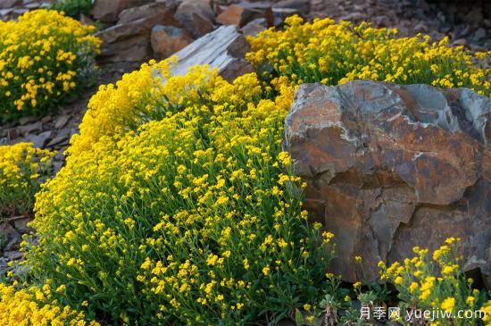 除了地被月季，還有適合在花園種植的20種地被植物(圖10)