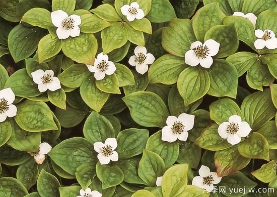 除了地被月季，還有適合在花園種植的20種地被植物(圖12)