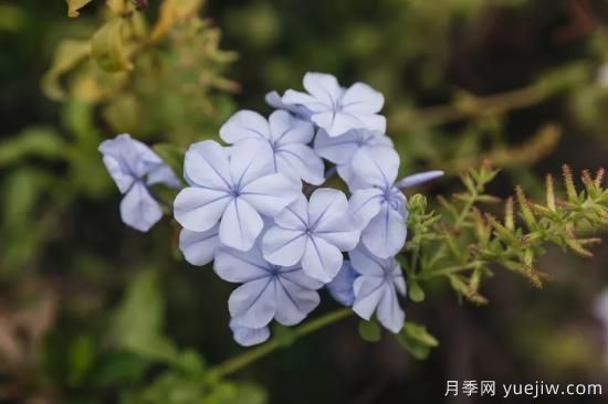 除了地被月季，還有適合在花園種植的20種地被植物(圖13)