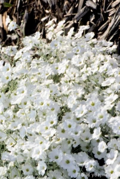 除了地被月季，還有適合在花園種植的20種地被植物(圖14)
