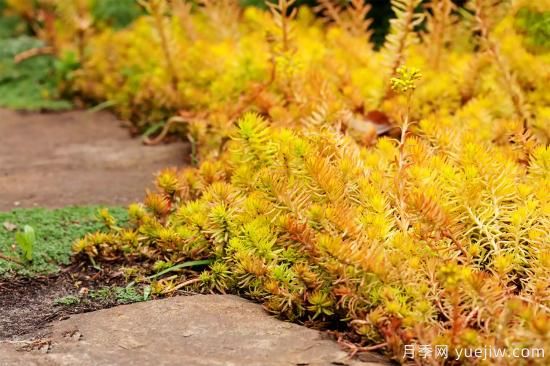 除了地被月季，還有適合在花園種植的20種地被植物(圖15)