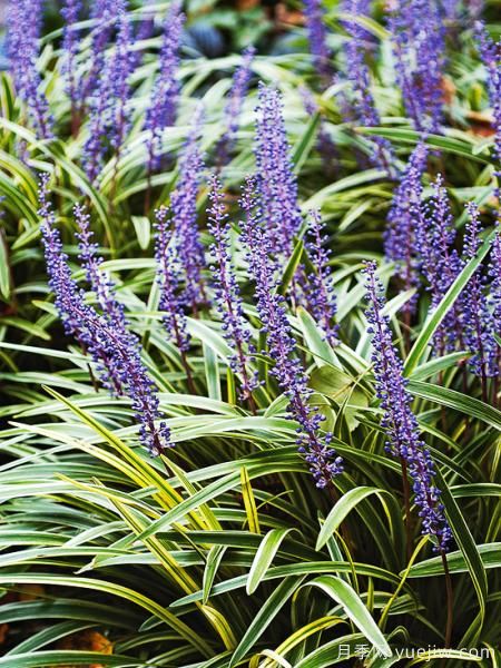 除了地被月季，還有適合在花園種植的20種地被植物(圖19)