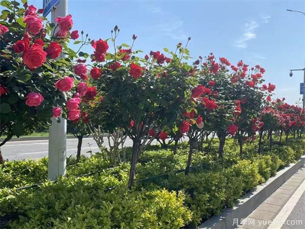 2022年苗木市場(chǎng)要回暖了嗎？(圖1)