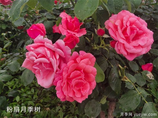 緋扇月季和粉扇月季花有哪些共同特性？(圖2)